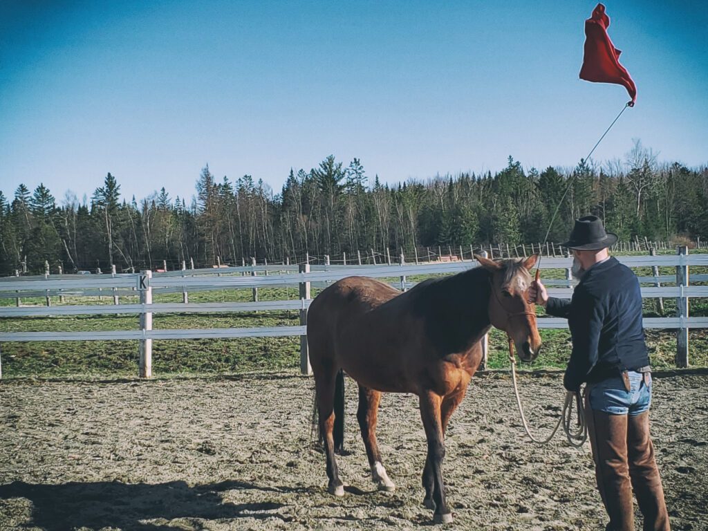 Désensibilisation au flag | Natural Horsemanship