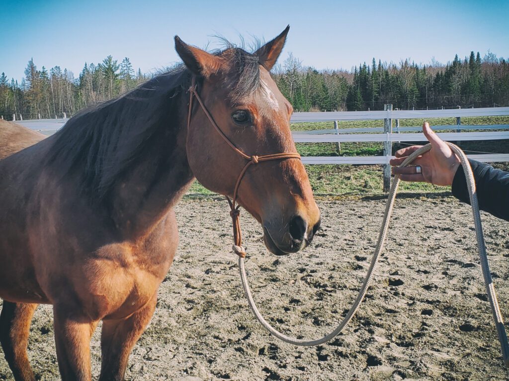 Desensitizing to the flag | Natural Horsemanship