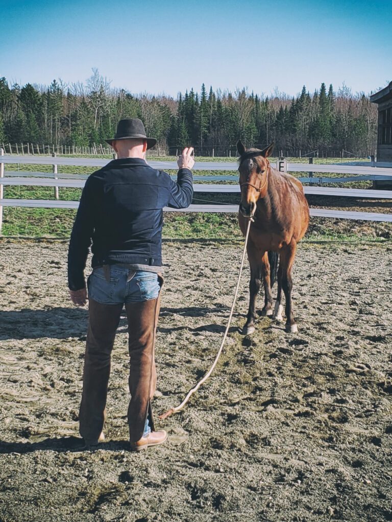 Reculer à distance : enseigner le respect au cheval | Natural Horsemanship