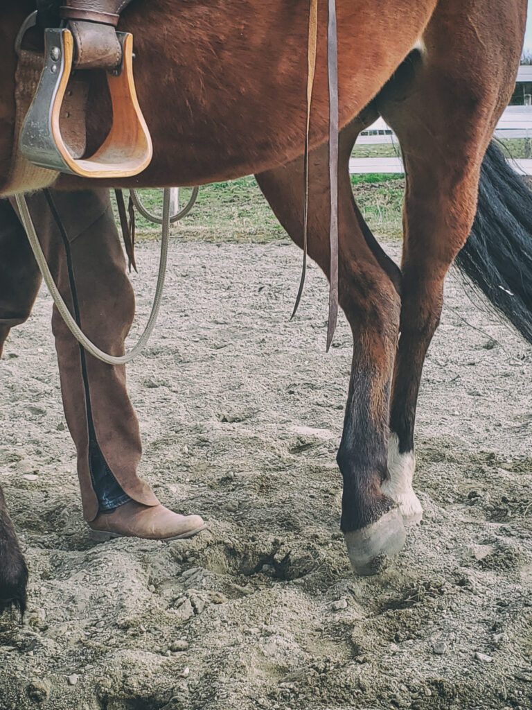 Lunging: Control your horse's moves | Natural Horsemanship