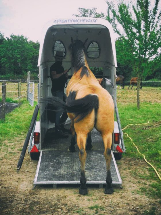 how-to-load-a-horse-in-a-trailer-natural-horsemanship