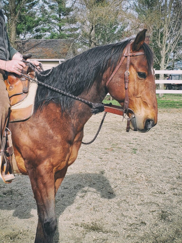 Soft Feel: Riding safely and lightly | Natural Horsemanship