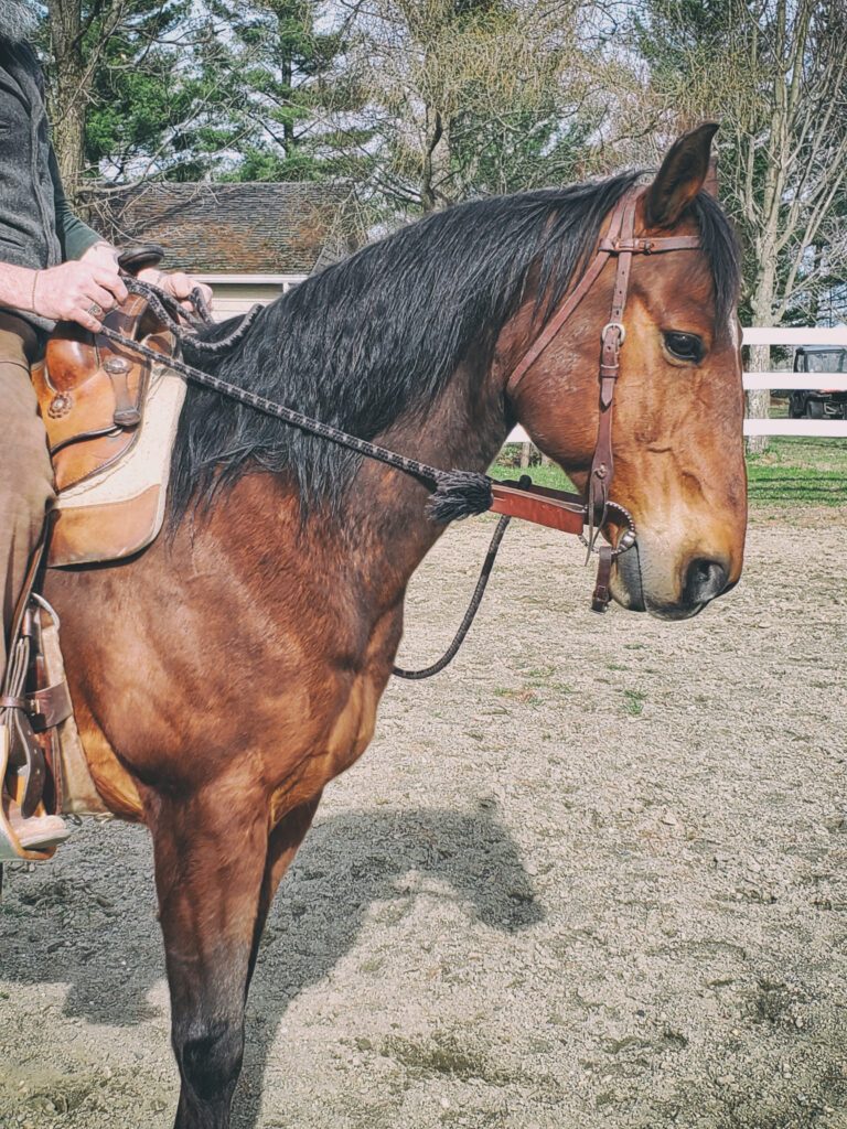 Soft Feel: Riding safely and lightly | Natural Horsemanship