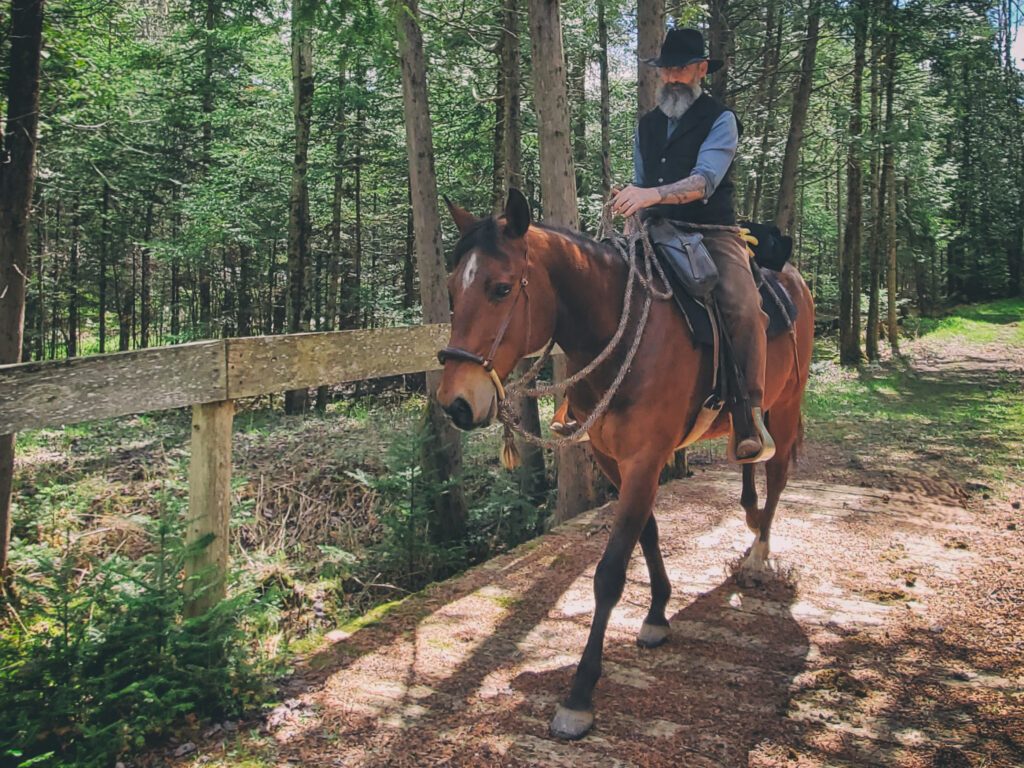 Horse gaits: walk