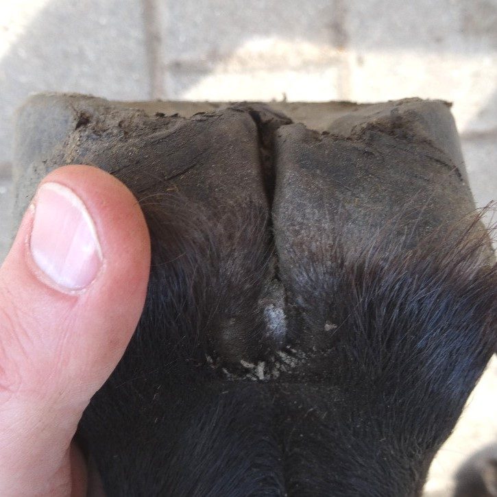 Rehabilitating hooves contaminated with deep thrush | Natural Horsemanship