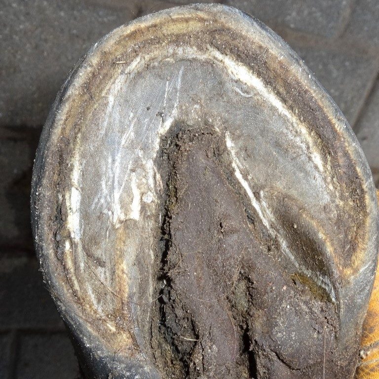 Rehabilitating hooves contaminated with deep thrush | Natural Horsemanship