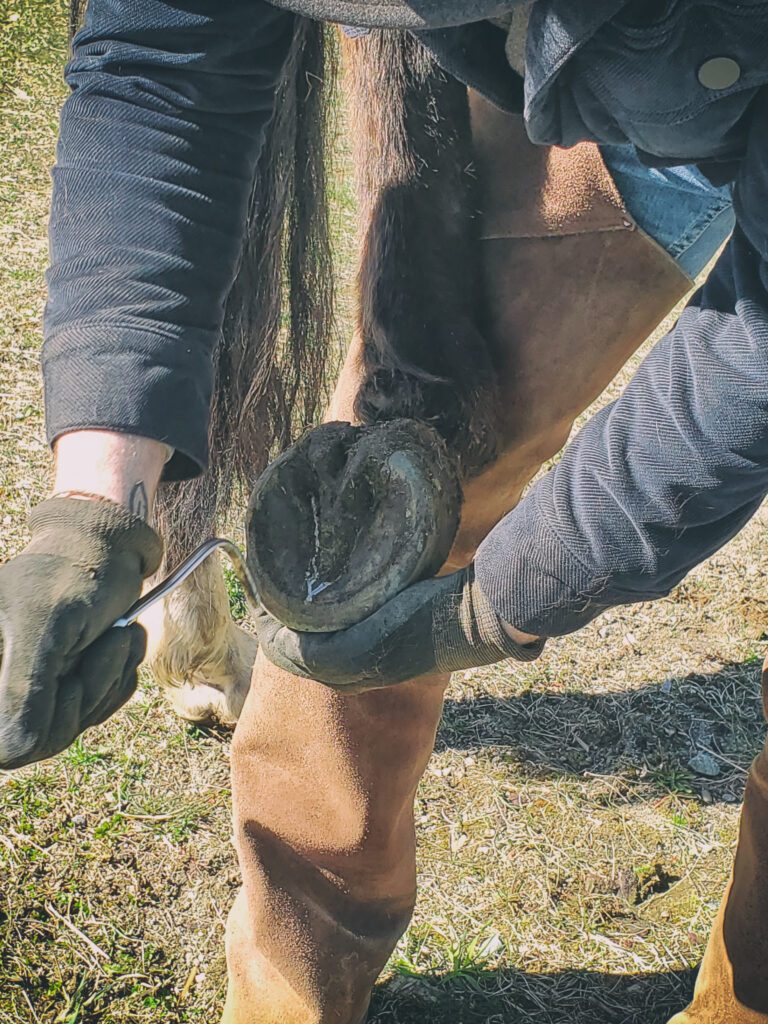 Natural trimming basics | Natural Horsemanship