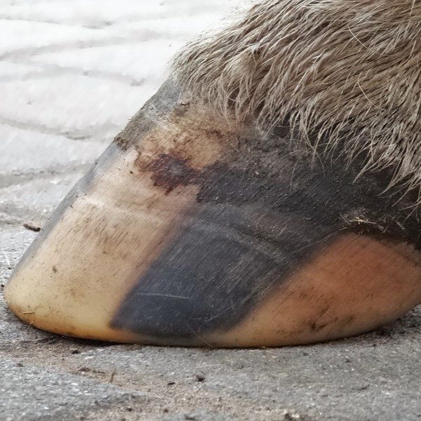 Hoof rehabilitation, three months later | Natural Horsemanship