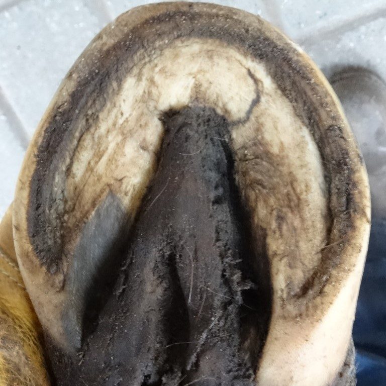 Hoof rehabilitation, three months later | Natural Horsemanship