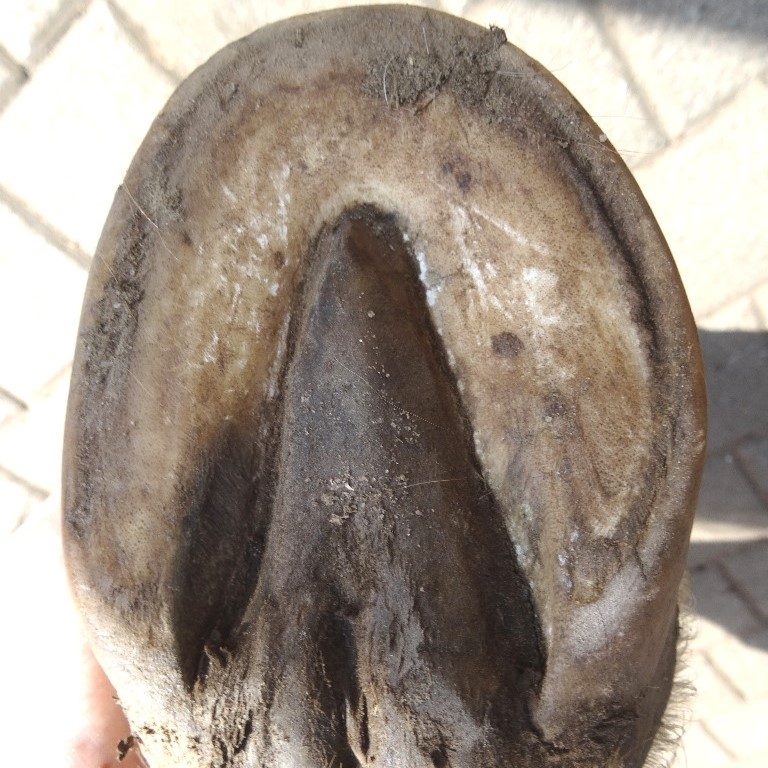 Hoof rehabilitation, three months later | Natural Horsemanship