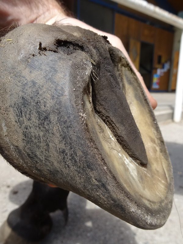 Hoof rehabilitation, three months later | Natural Horsemanship