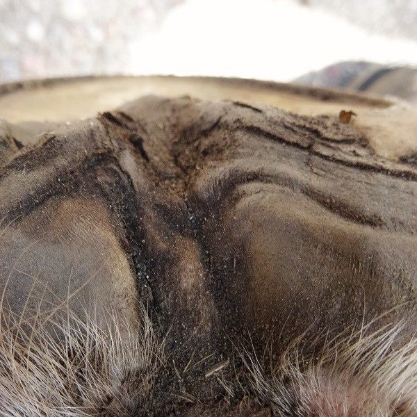 Hoof rehabilitation, three months later | Natural Horsemanship