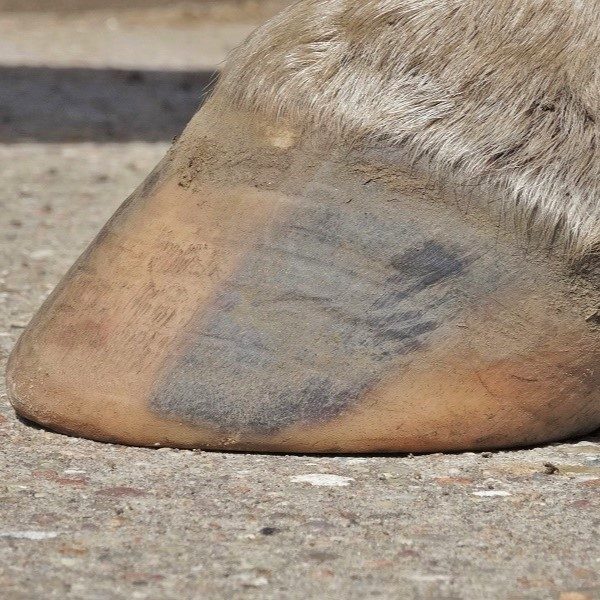 Hoof rehabilitation, three months later | Natural Horsemanship