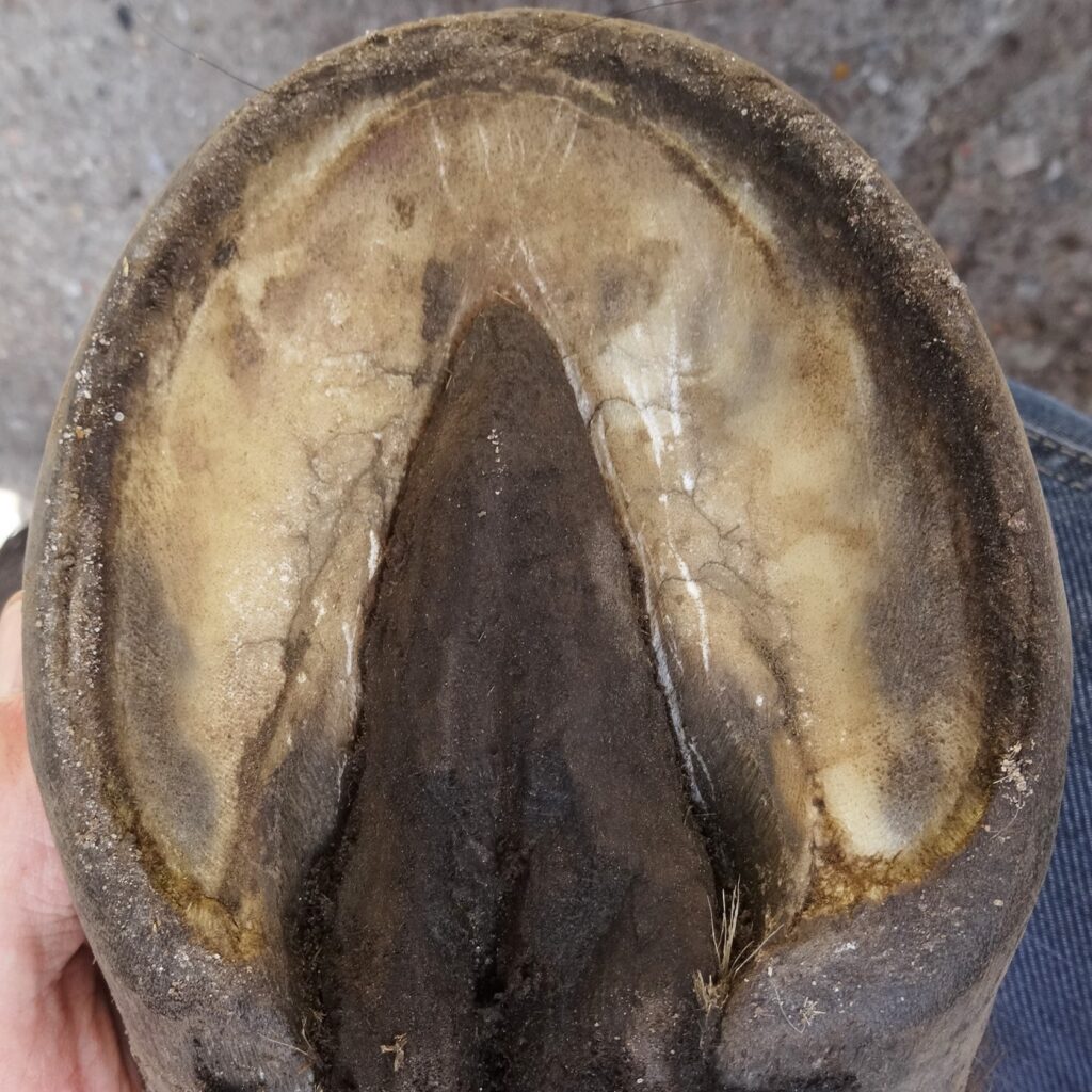 Hoof rehabilitation, three months later | Natural Horsemanship