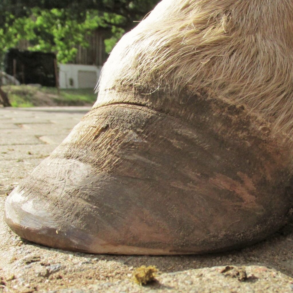 Traiter la fourbure chez un poney | Natural Horsemanship