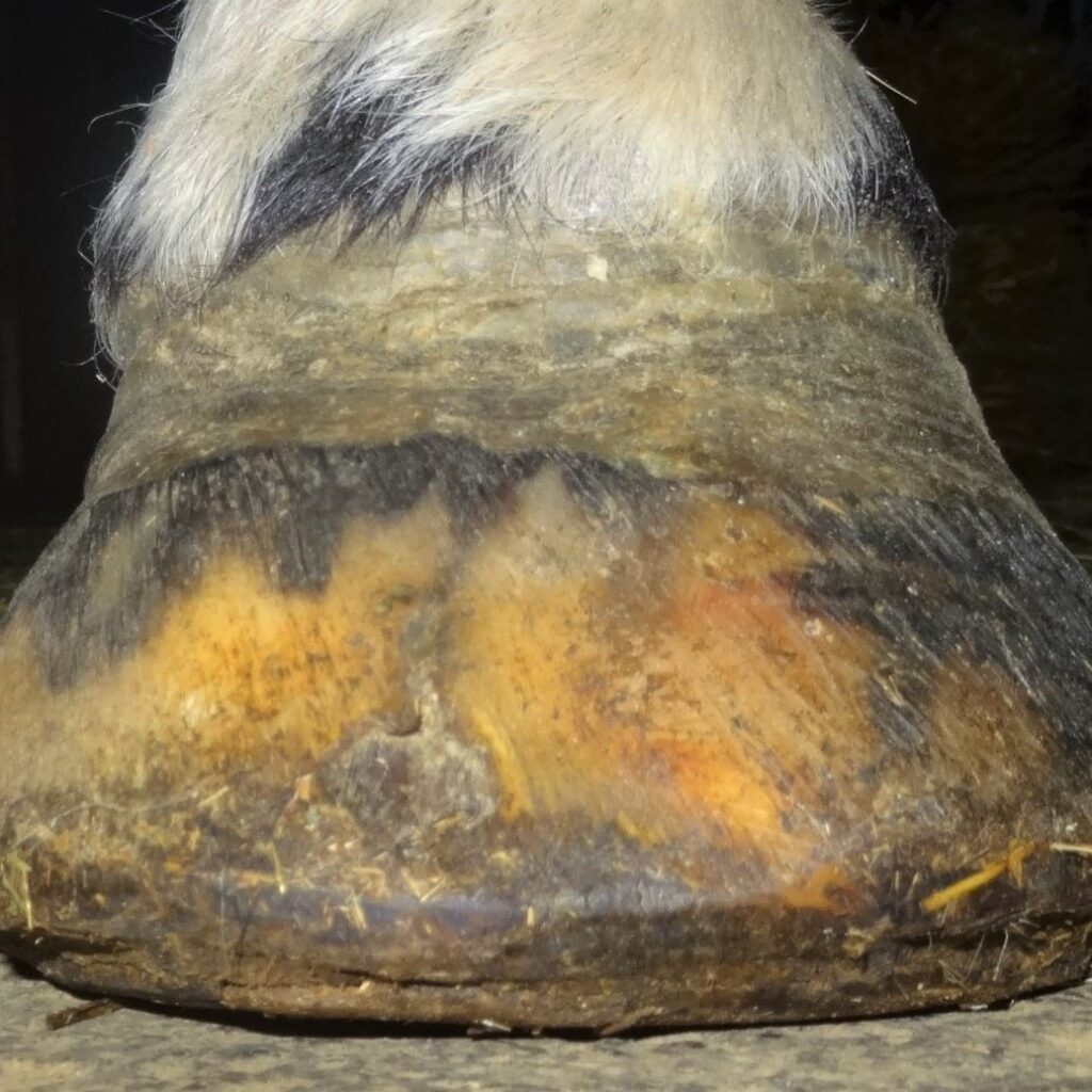 Can horses with laminitis be saved thanks to natural trimming? | Natural Horsemanship