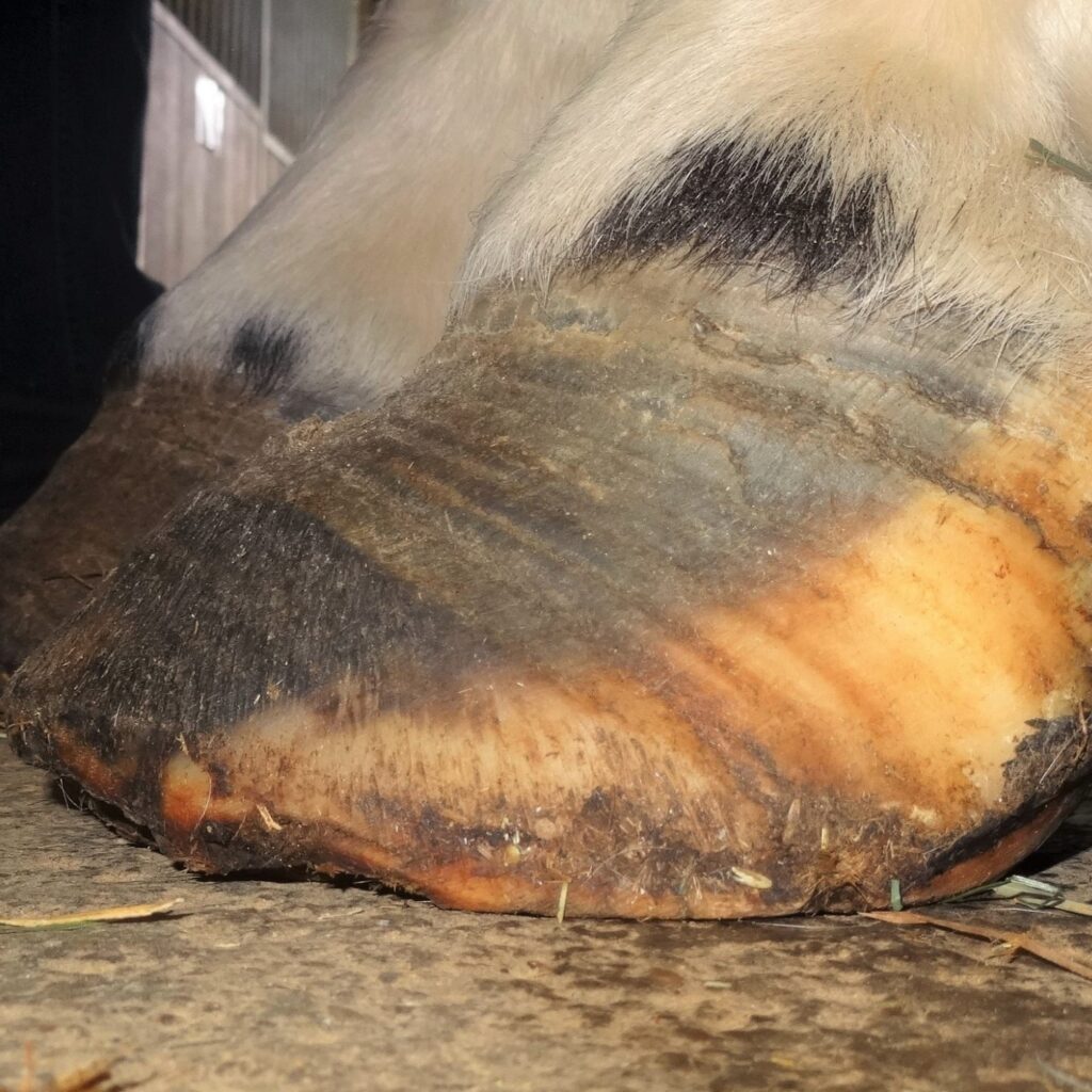 Can horses with laminitis be saved thanks to natural trimming? | Natural Horsemanship