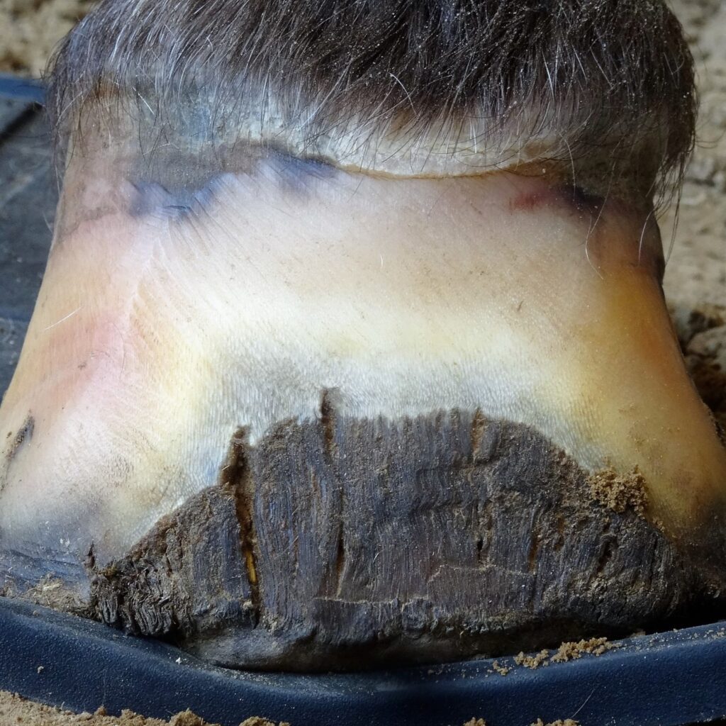 Can horses with laminitis be saved thanks to natural trimming? | Natural Horsemanship