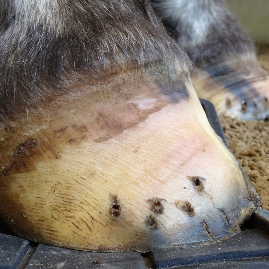 Can horses with laminitis be saved thanks to natural trimming? | Natural Horsemanship