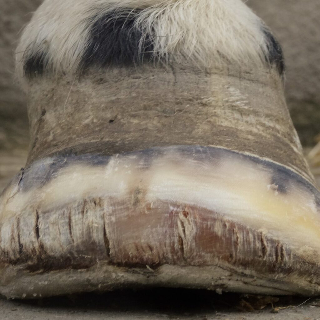 Can horses with laminitis be saved thanks to natural trimming? | Natural Horsemanship