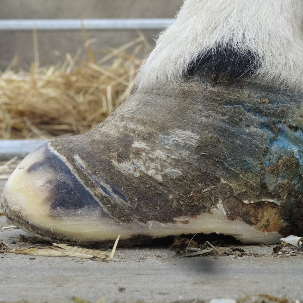 Can horses with laminitis be saved thanks to natural trimming? | Natural Horsemanship