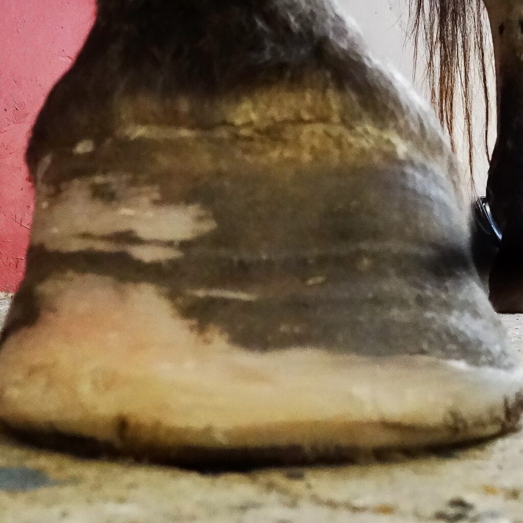 Can horses with laminitis be saved thanks to natural trimming? | Natural Horsemanship