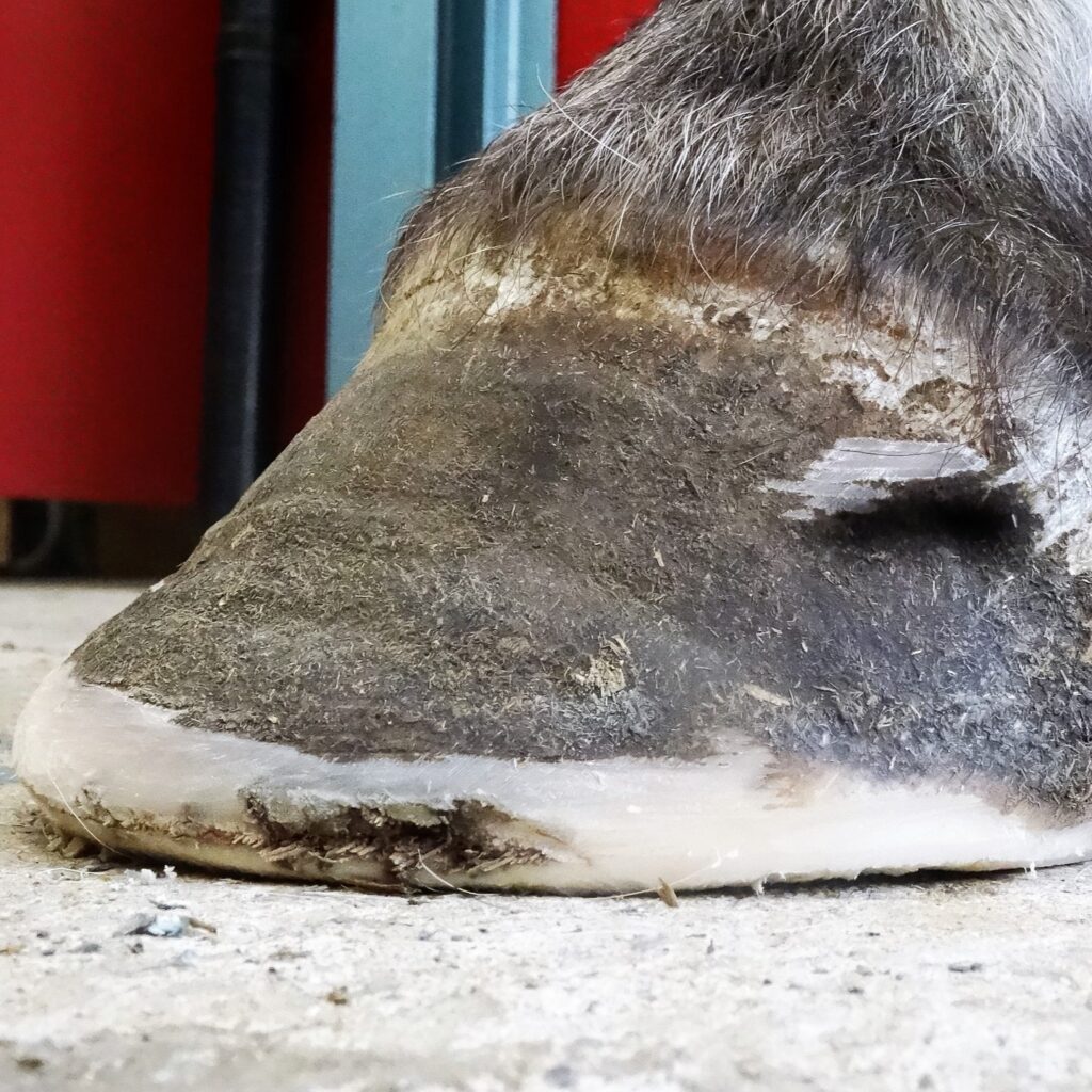 Can horses with laminitis be saved thanks to natural trimming? | Natural Horsemanship