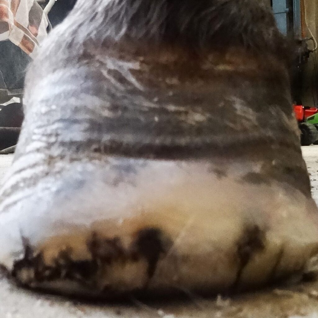 Can horses with laminitis be saved thanks to natural trimming? | Natural Horsemanship