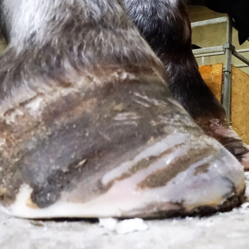 Can horses with laminitis be saved thanks to natural trimming? | Natural Horsemanship