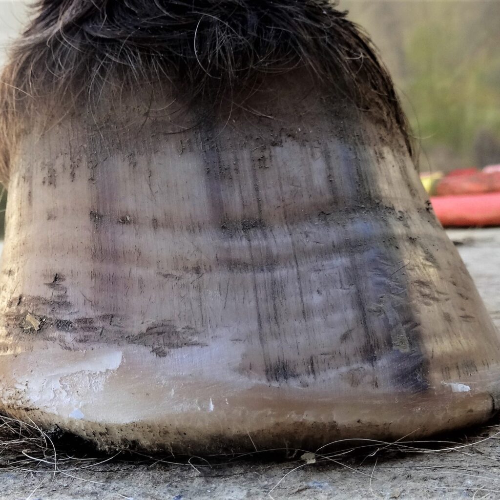 Comment soigner la fourbure grâce au parage naturel ? | Natural Horsemanship