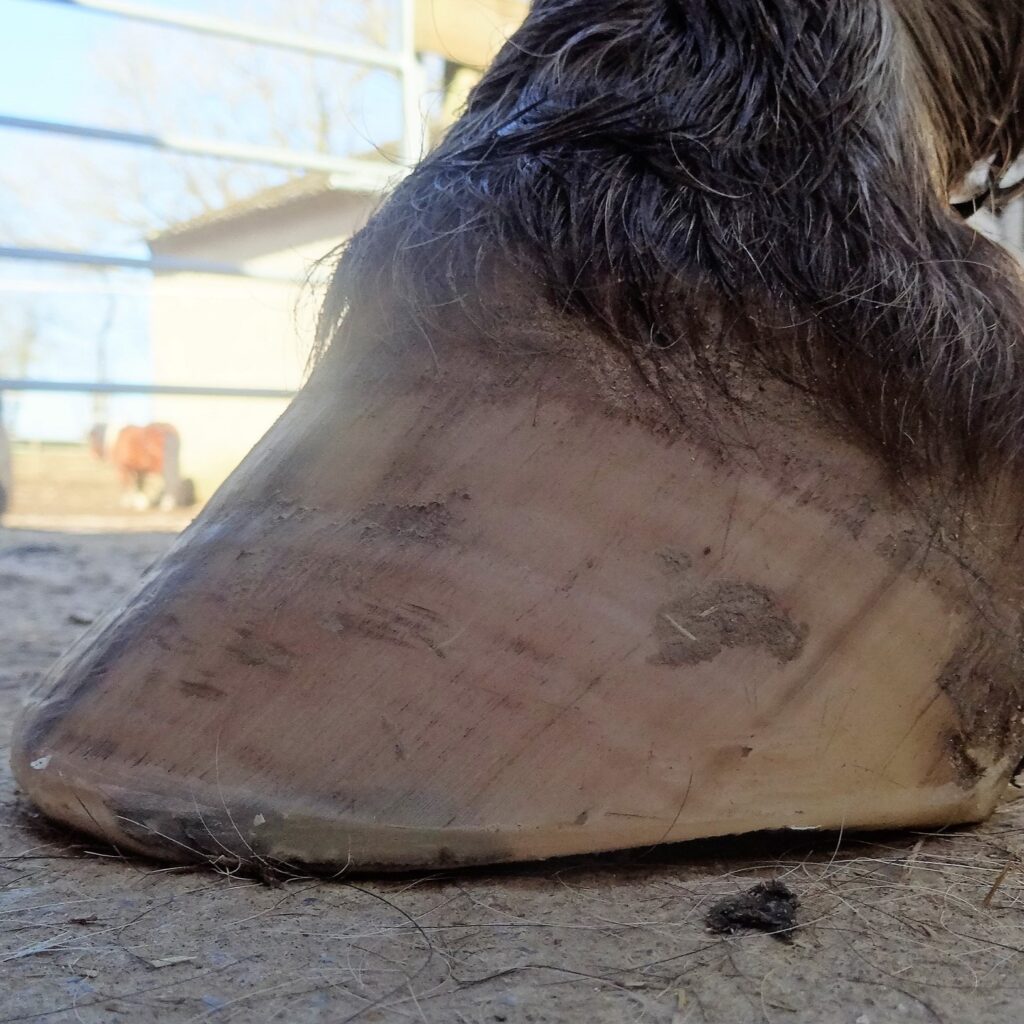 Can horses with laminitis be saved thanks to natural trimming? | Natural Horsemanship