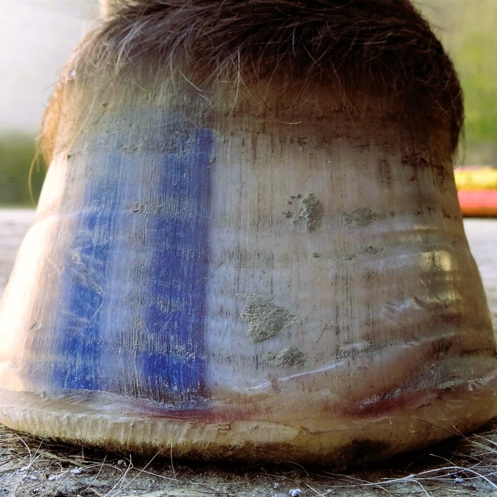 Comment soigner la fourbure grâce au parage naturel ? | Natural Horsemanship