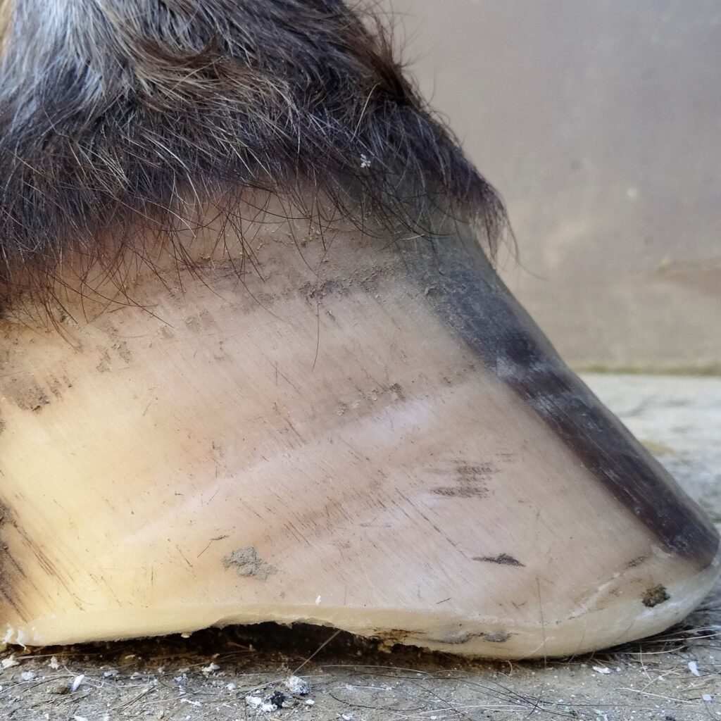 Can horses with laminitis be saved thanks to natural trimming? | Natural Horsemanship