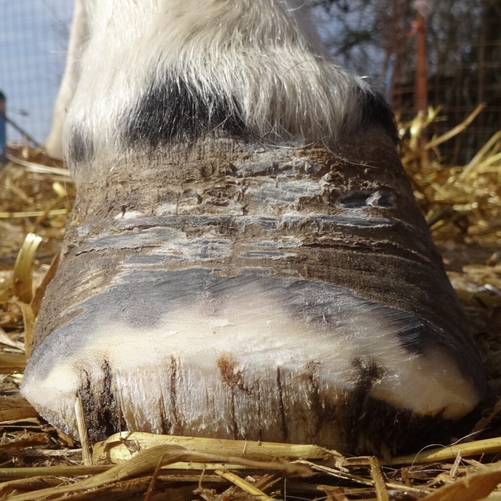 Can horses with laminitis be saved thanks to natural trimming? | Natural Horsemanship