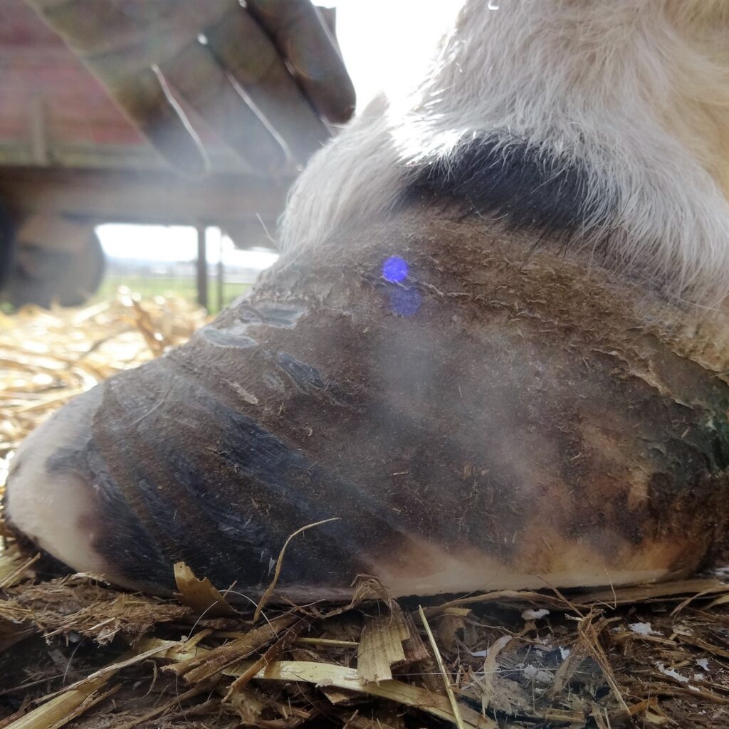 Can horses with laminitis be saved thanks to natural trimming? | Natural Horsemanship