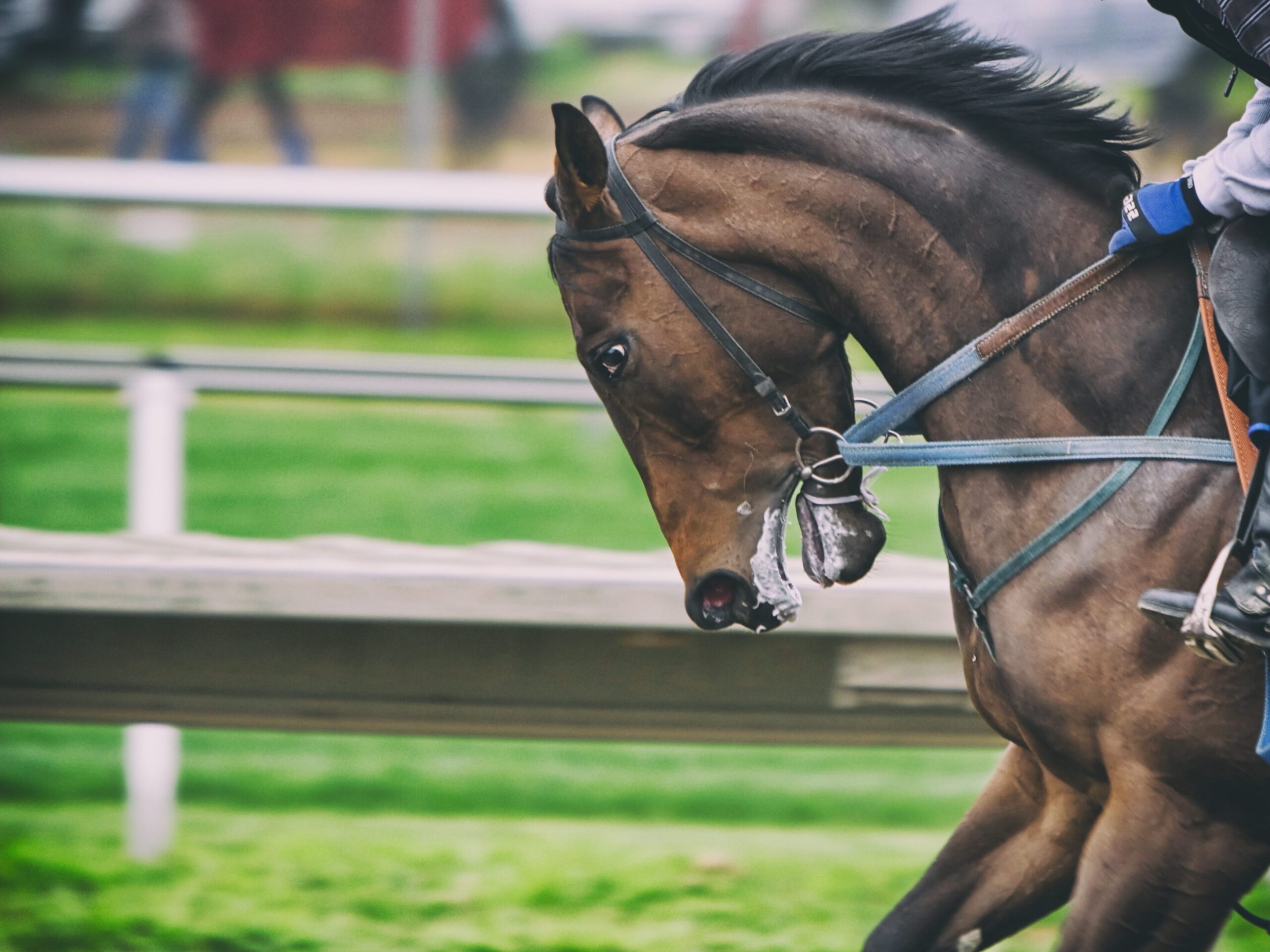 Book: On Horsemanship by Xenophon | Natural Horsemanship