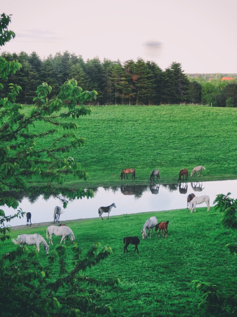 Keep leadership over your horse | Natural Horsemanship