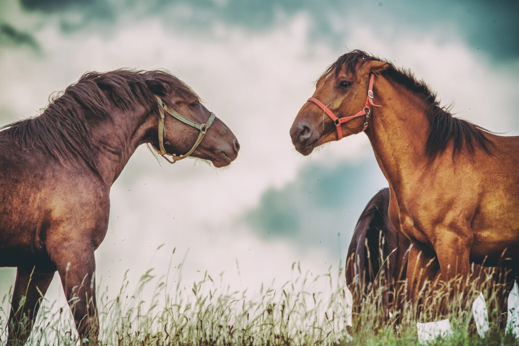 Quelle différence entre monte Western et équitation éthologique ? | Natural Horsemanship